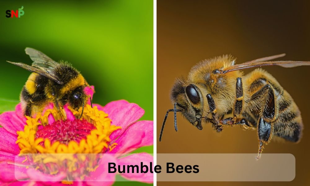 Bumble-Bees