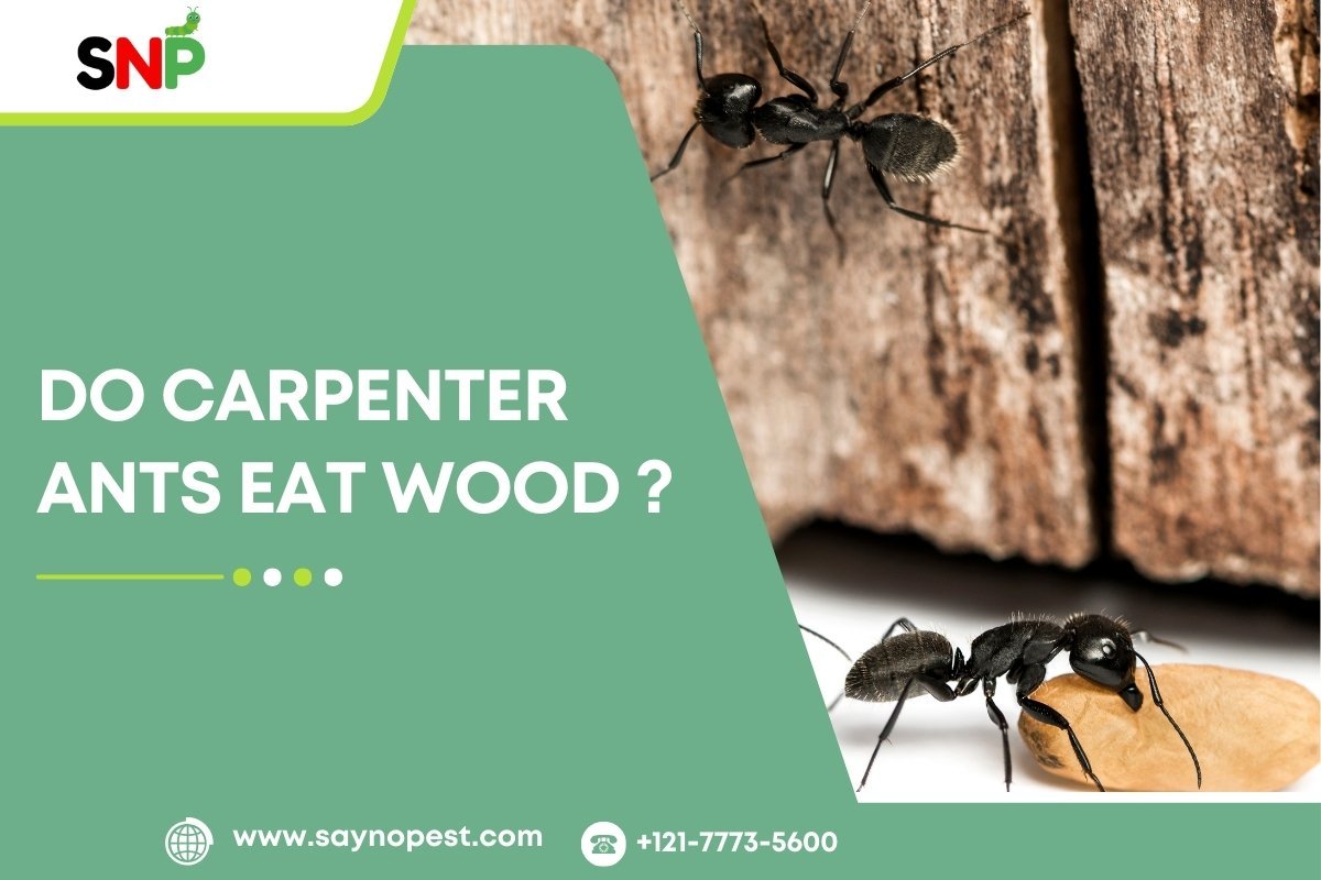 Do Carpenter Ants Eat Wood Like Termites?