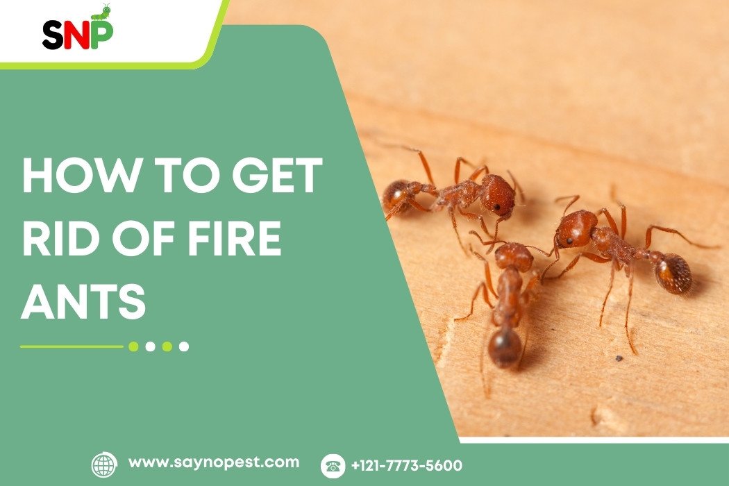 Ants Out! Ways on How to Get Rid of Fire Ants