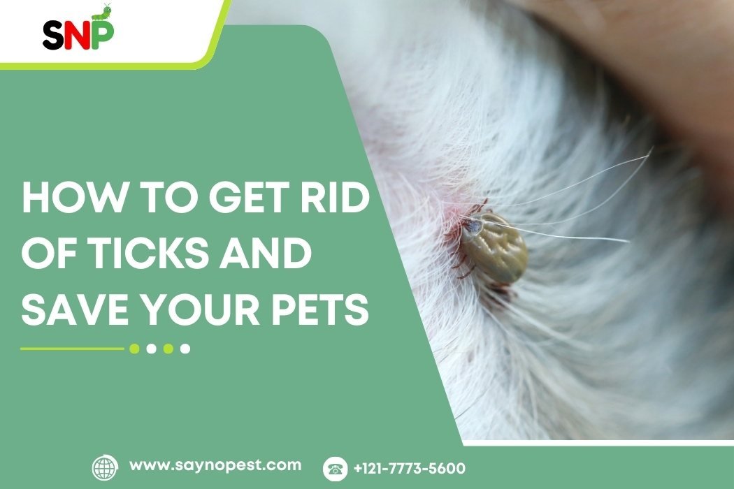 How to Get Rid of Ticks and Save Your Pets