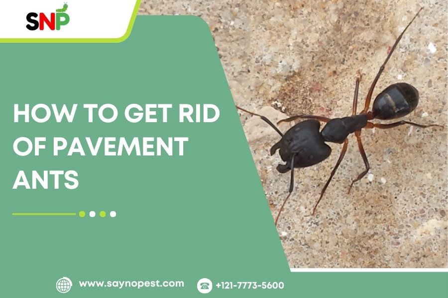 How to Get Rid of Pavement Ants Permanently