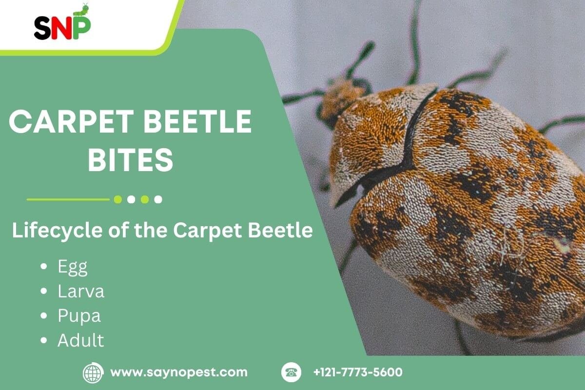 Carpet Beetle Bites: What Every American Needs to Know
