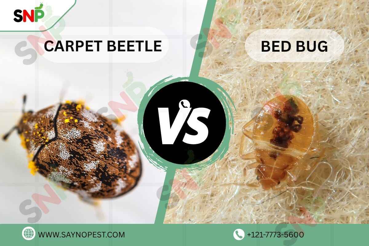 Carpet Beetle vs Bed Bug: How to Identify, Prevent, and Remove