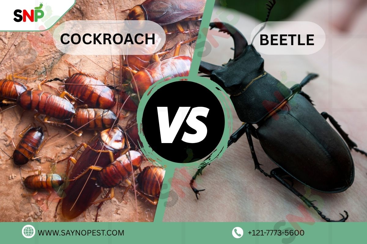 Cockroach vs Beetle: Understanding the Differences