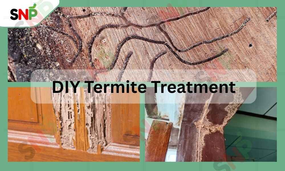 DIY-TERMITE-TREATMENT