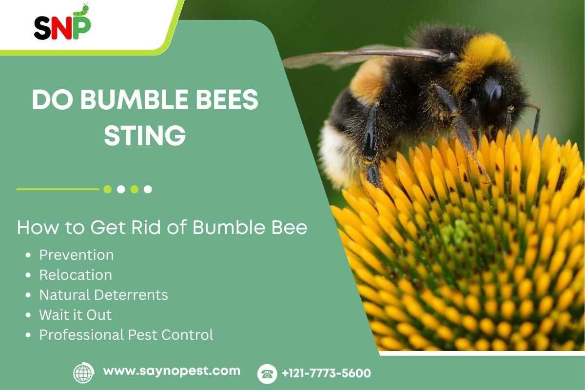 Do Bumble Bees Sting? Understanding These Fuzzy Pollinators