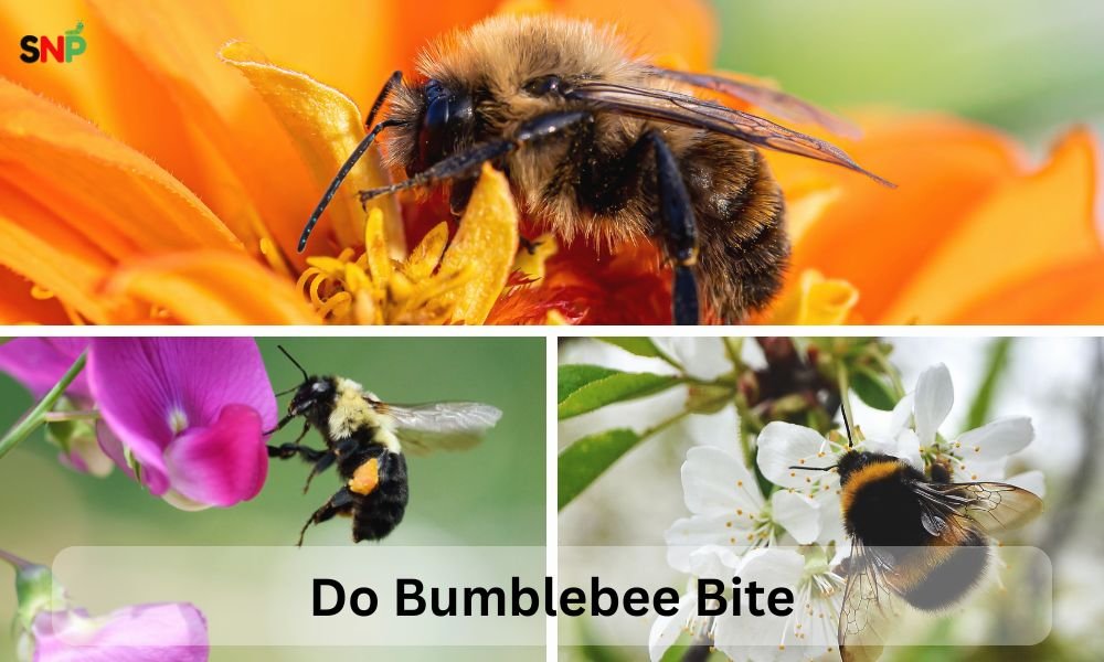 Do-Bumblebee-Bite