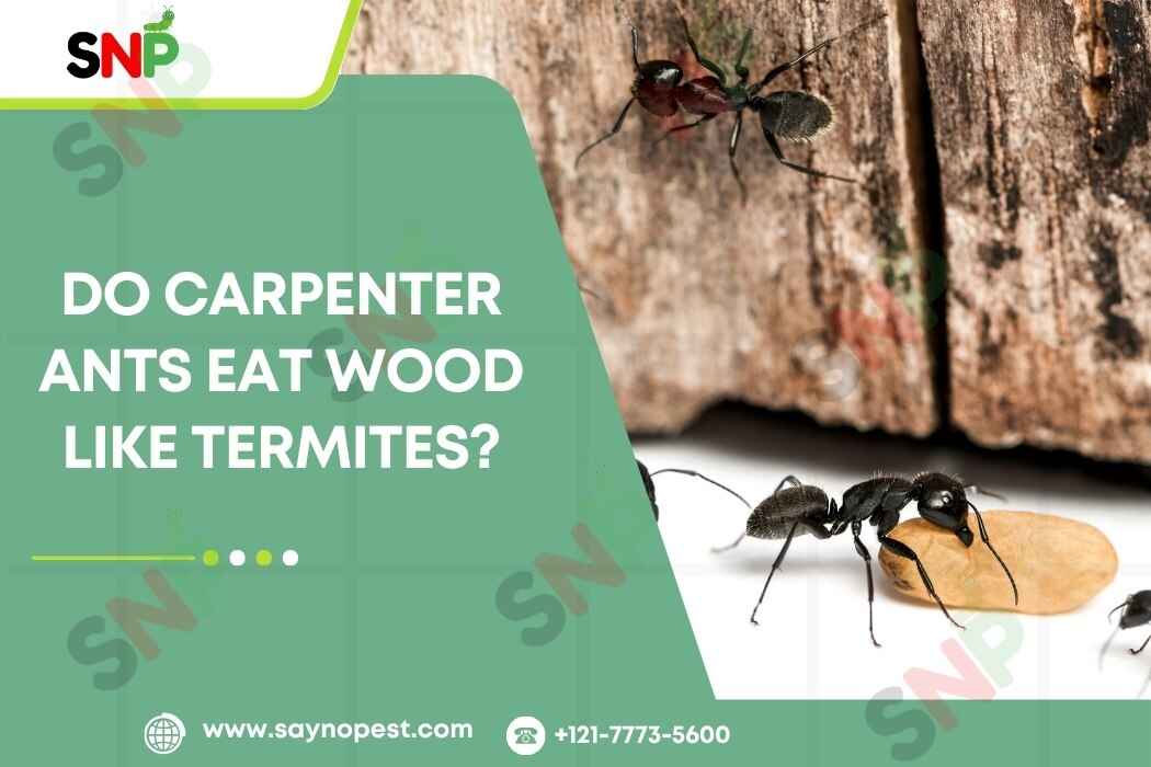 Do Carpenter Ants Eat Wood Like Termites?