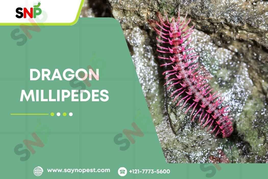 Dragon Millipedes: Explore the Unique Pest!