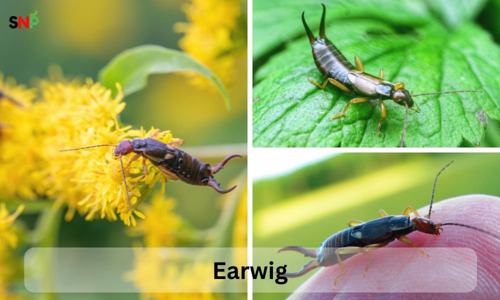 Earwig
