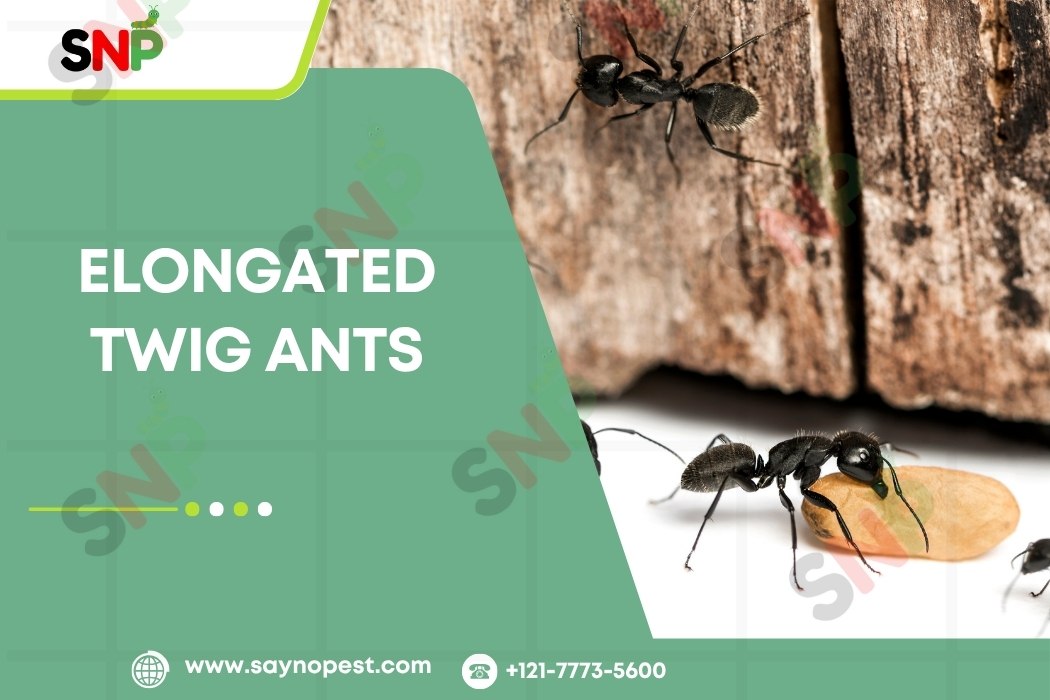 Elongated Twig Ants: Friend or Foe?