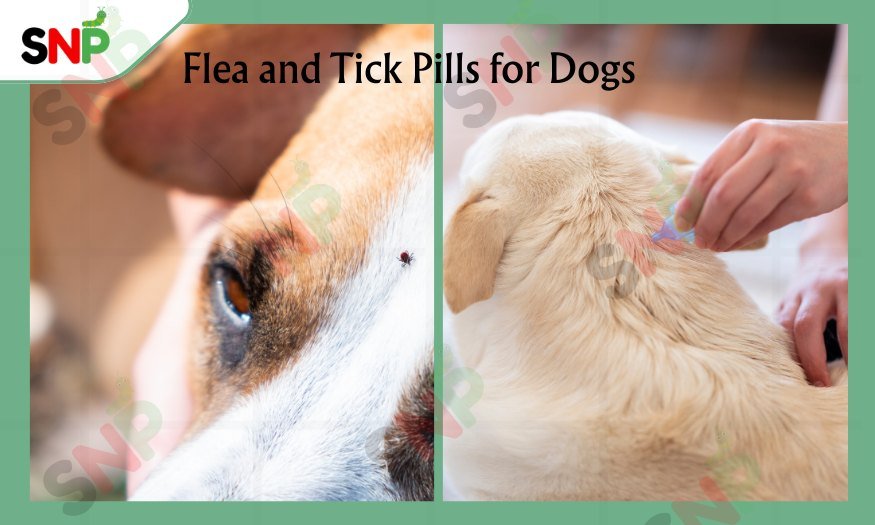 Flea-and-Tick-Pills-for-Dogs