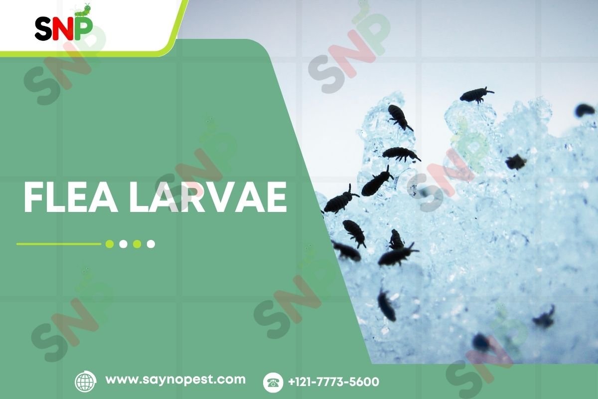Flea Larvae: Discover How to Eliminate Them