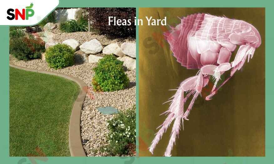 Fleas-in-Yard