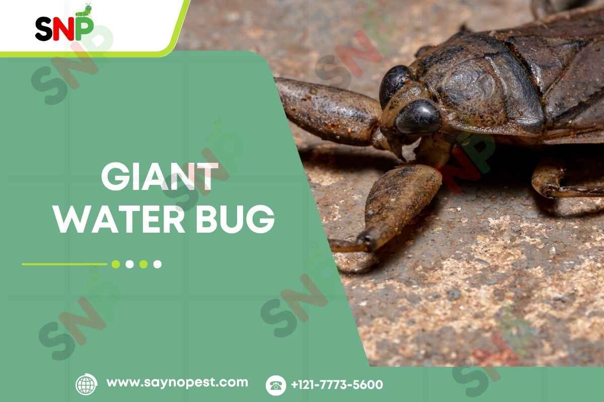 Giant Water Bug: America’s Aquatic Predator