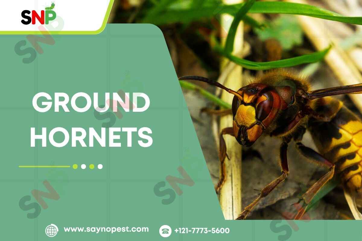 Ground Hornets: Identification, Risks, and Control Methods