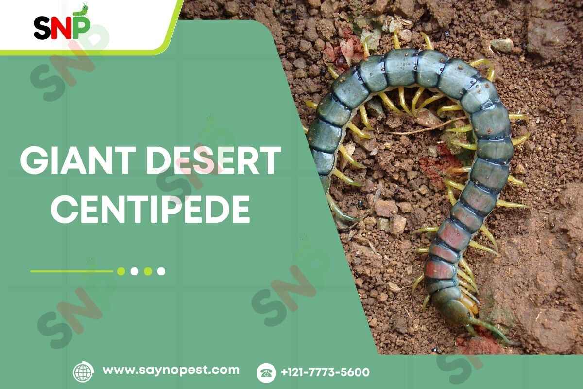 The Giant Desert Centipede: A Closer Look