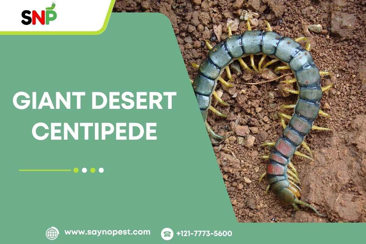 The Giant Desert Centipede: A Closer Look