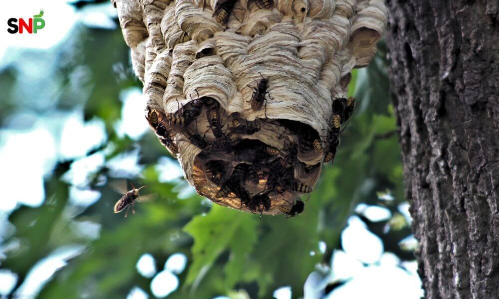 Ground-Hornet-Nests