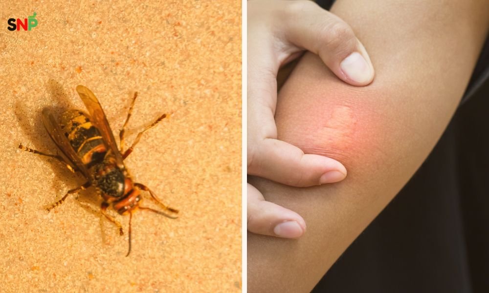 Ground-Hornet-Sting