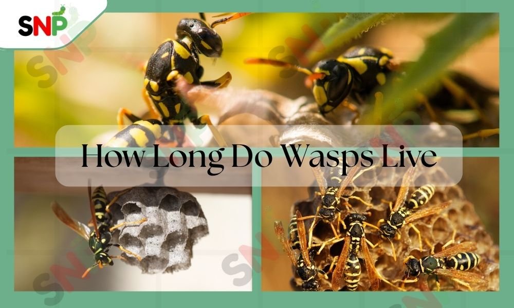 HOW-LONG-DO-WASP-LIVE