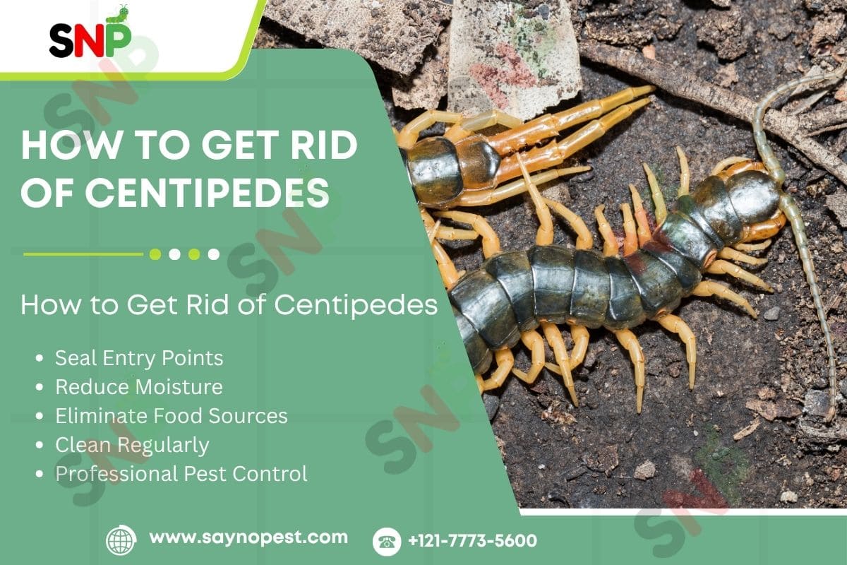HOW TO GET RID OF CENTIPEDES