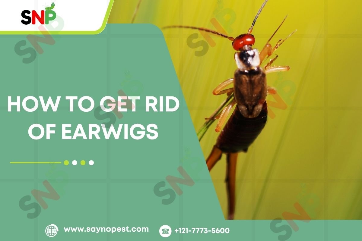 How to Get Rid of Earwigs: An Authentic Guide Homeowners
