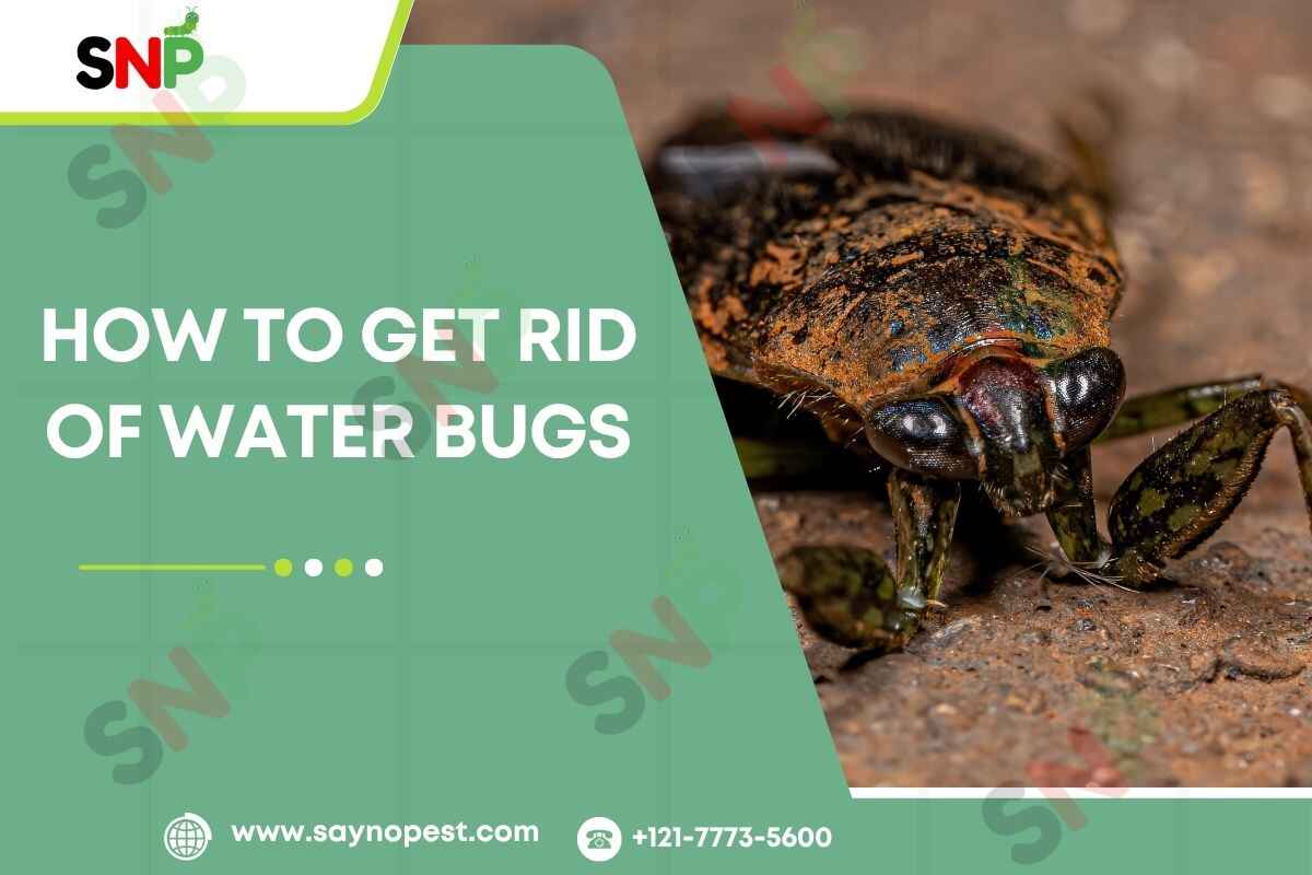 HOW-TO-GET-RID-OF-WATER-BUGS