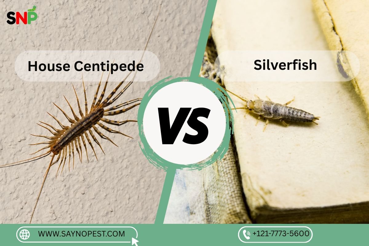 House Centipede vs Silverfish: Know the Difference, Signs