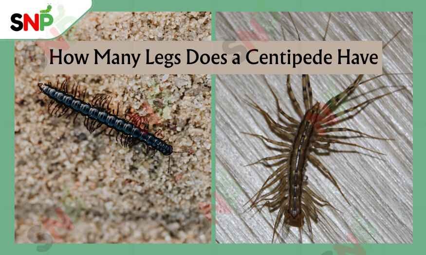 How-Many-Legs-Does-a-Centipede-Have (1)