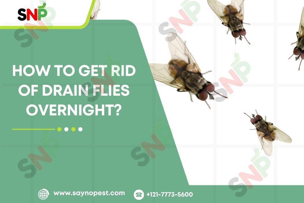 How Do I Get Rid of Drain Flies Overnight?
