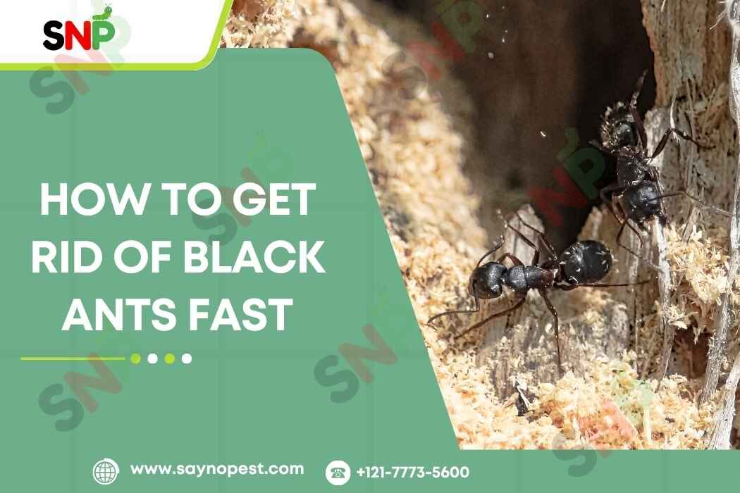 How to Get Rid of Black Ants Fast