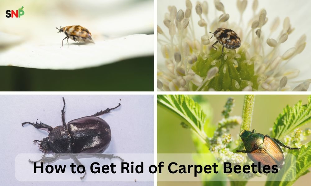 How-to-Get-Rid-of-Carpet-Beetles