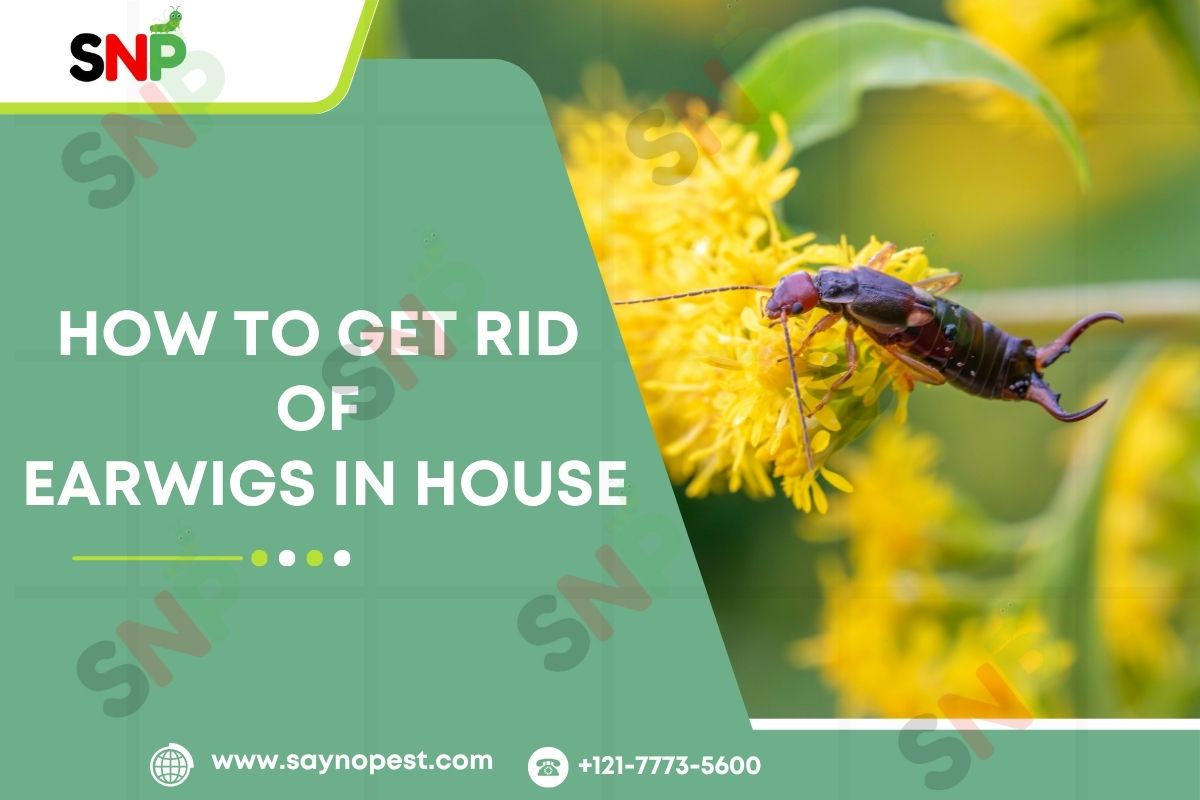 How-to-Get-Rid-of-Earwigs-in-House