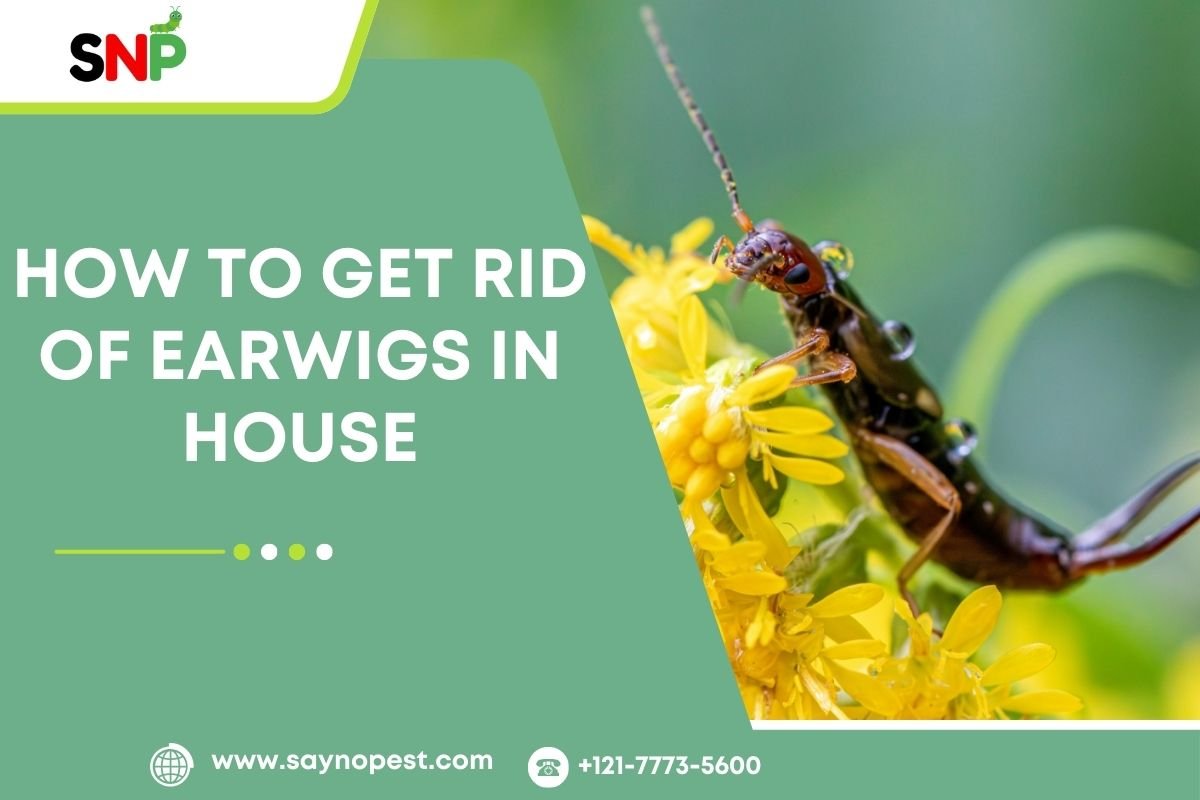 How to Get Rid of Earwigs in House: Effective Control Methods