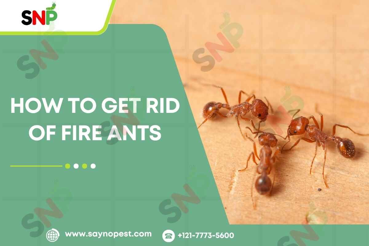 Ants Out! Ways on How to Get Rid of Fire Ants
