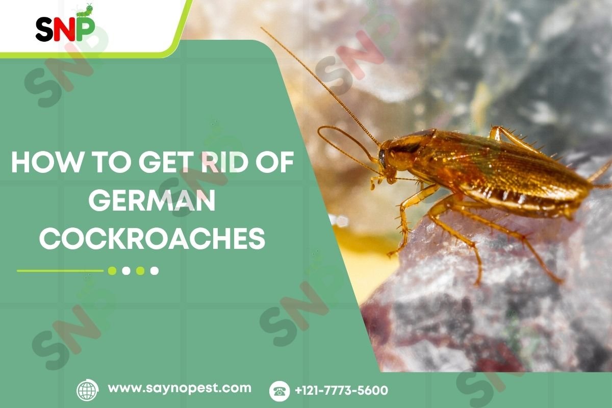 How to Get Rid of German Cockroaches: A Short Guide