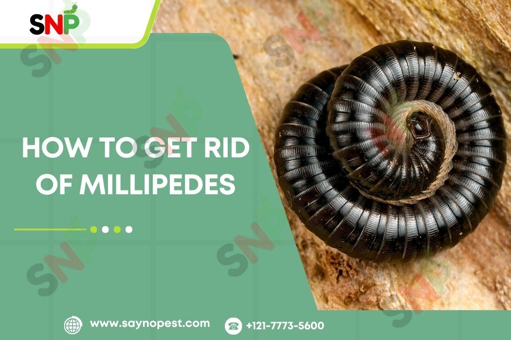 How to Get Rid of Millipedes Fast