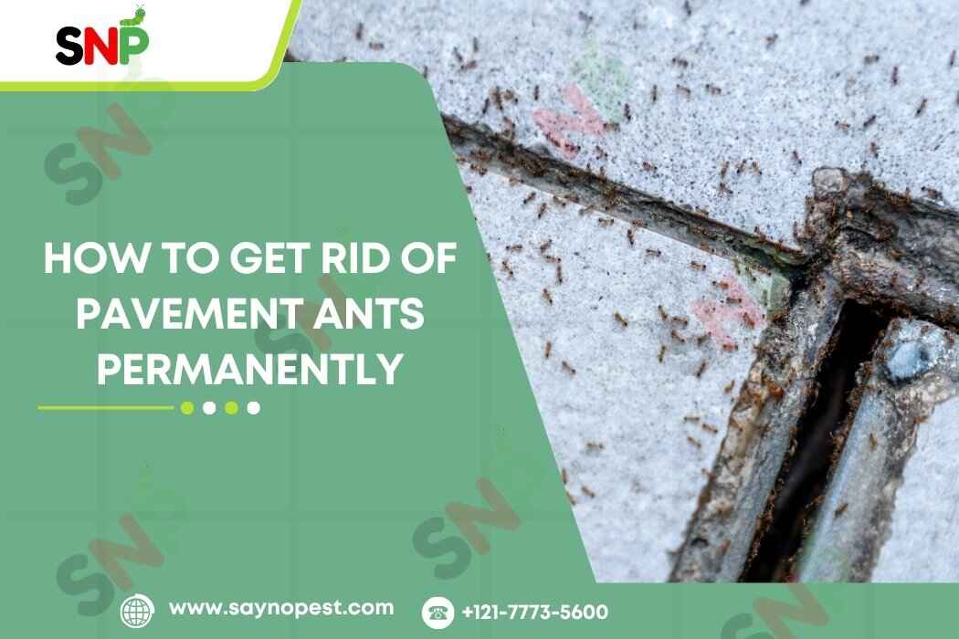 How to Get Rid of Pavement Ants Permanently