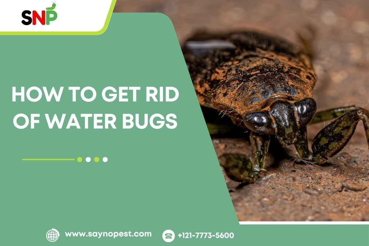 How to Get Rid of Water Bugs: A Complete Guide