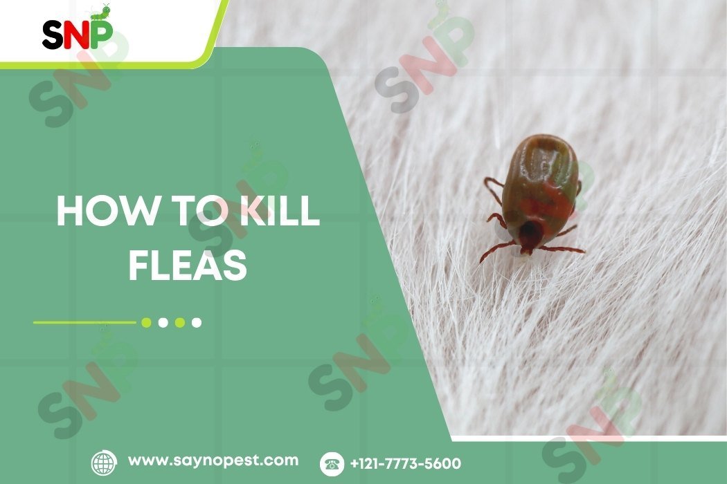 How to Kill Fleas the Right Way