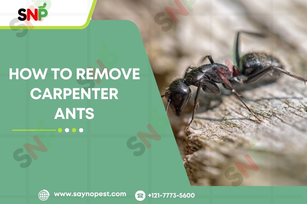 How to Kill Carpenter Ants: Top 10 Methods