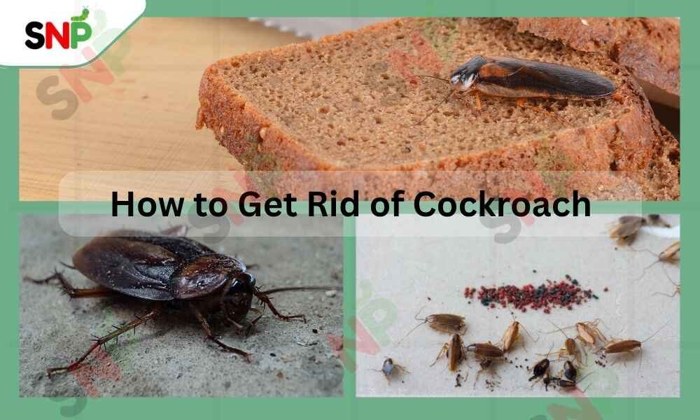 How-to-get-rid-of-cockroach