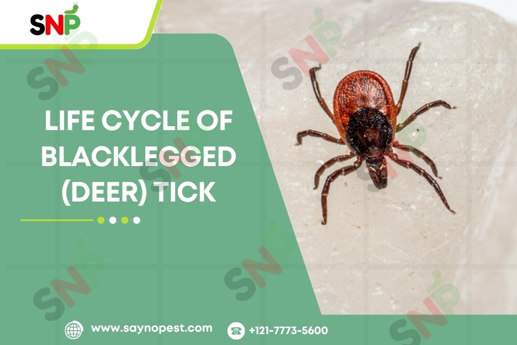 Life Cycle of Blacklegged (Deer) Tick: A 2 Year Process