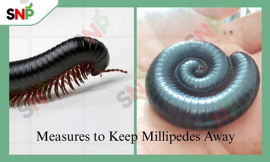 Measures-to-Keep-Millipedes-Away
