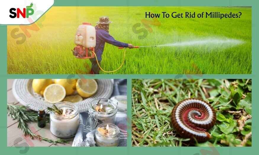 Millipedes