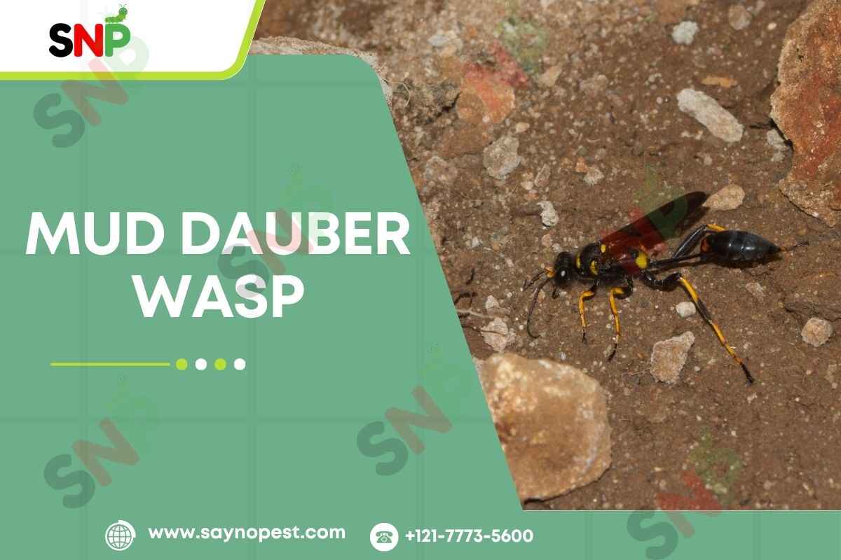 Mud Dauber Wasp: Identification, Nests, and Control Methods