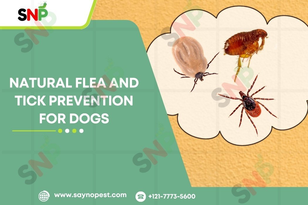 Natural Flea and Tick Prevention for Dogs