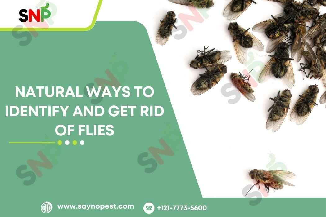 Ways to Identify and Get rid of Flies