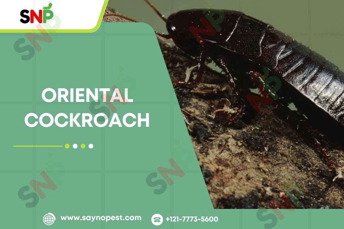 Oriental Cockroach: Identification, Life Cycle, Bites, Control